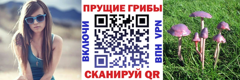 дарнет шоп Торопец Галлюциногенные грибы Psilocybine cubensis